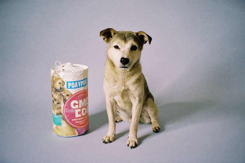 A dog sitting beside plain pet supplies