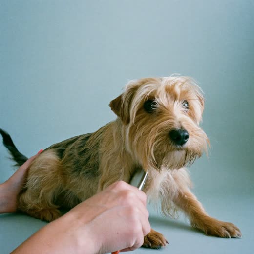 A small dog being brushed