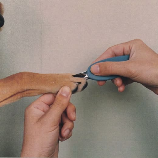 A dog's paw held for a nail trim