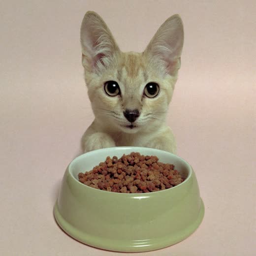 A bowl of dry pet food