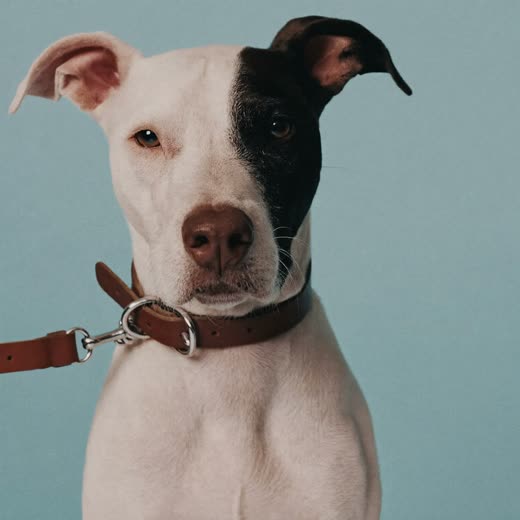 A collar and lead coiled on a plain background